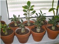 adenium